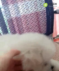 ����һ��һĸ�ɰ�С���У�������Ŷ