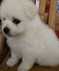 ����һ��һĸ�ɰ�С���У�������Ŷ