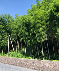 碧水蓝天 带两娃来安吉度假来对了!