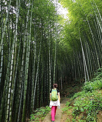 离杭州1.5个小时路程的这里避暑,也太爽了吧