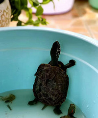 ������ô��