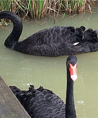 ũ��������У԰