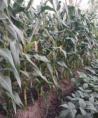 ����ͷ����һ��������û