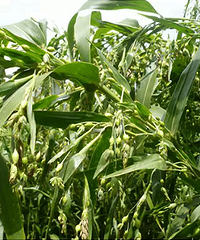 【药你懂】 能化湿抗癌的薏苡仁