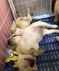 ����������һ�ѣ���ɫ�ÿ����й���ĸ