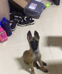 ������Сĸ��Ȯ