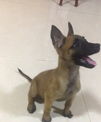 ������Сĸ��Ȯ