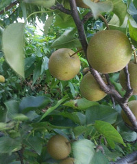 ����ͯ��ʱ��