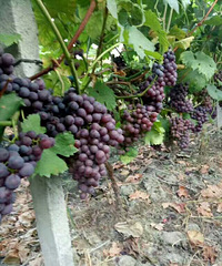 ����Ŀ�����ժ��ӭ��