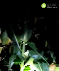 半夜三更 “偷”自家玉米