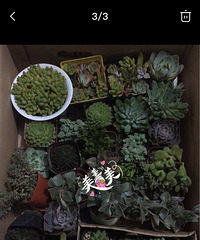 多肉植物便宜出!