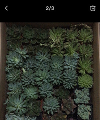 多肉植物便宜出!