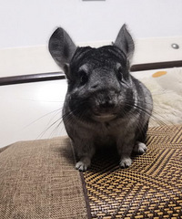 ����һ��