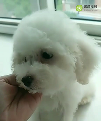 ���ְ�̩���������¼�