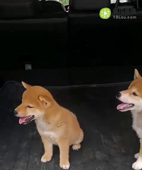 ������Ѫͳ��Ȯ���ۣ�ϲ����ϵ18072555670