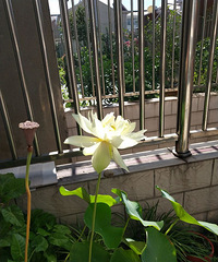 凌波仙子