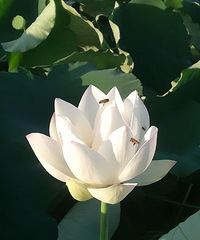 ���������Ⱦ