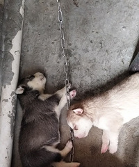 �ȵε�С��������