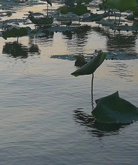 夏荷