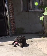 ��������Ѫ��̥����ĸ����