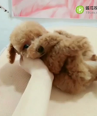 小红泰迪妹妹