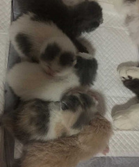 家养高颜值蓝白,乳色加白短毛猫,品相自观