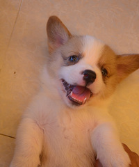 רҵ�»�Ȯ������������Ȯ�����ݿ�������