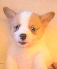 רҵ�»�Ȯ������������Ȯ�����ݿ�������