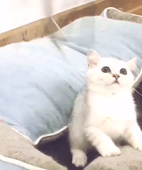 Ӣ����è����