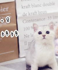 Ӣ����è����