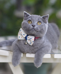 ��ֻ�ĸ��µļ�������Ӣ����è���ס���è��