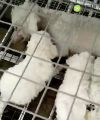 ��������һ�ѣ���С�壬��ϲ������Ů˧����ϵ����������˰�һֻ