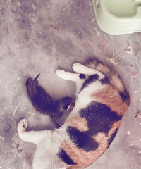 һ����Сè������Ҫ��