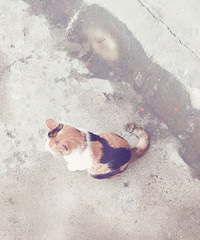 һ����Сè������Ҫ��