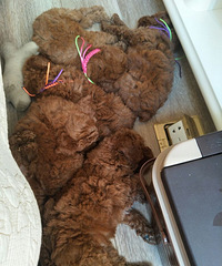 ���������