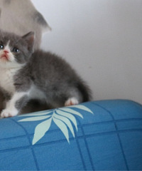 �����������׵ܵܣ���һ��һ������������