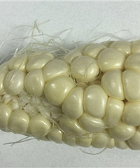 �����Թ�����������