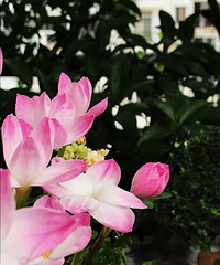 胖丽丽