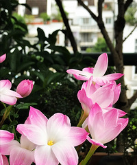胖丽丽