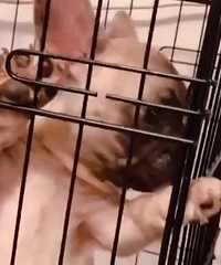 ��ɫ��ţ�ܵ�