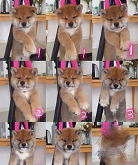 �ɰ���Ȯ����