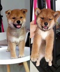 �ɰ���Ȯ����