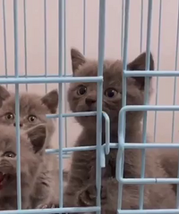 ��èһ��ĸ���� 888һֻ