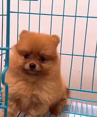 С���� 888һֻ