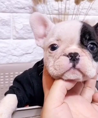 ��Ʒ�ڰ׻���ţ���� 1280Ԫ