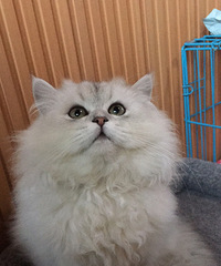 �Ҹ����׵�ҽԺ������