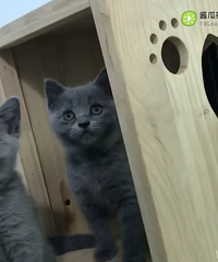 ˫ѪͳӢ����è�ܵ����ã����Ｖ˫Ѫͳ�ɰ�