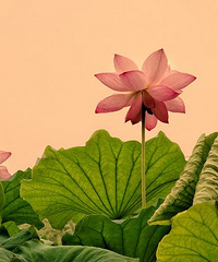 �����Ϻ���԰�ɻ�