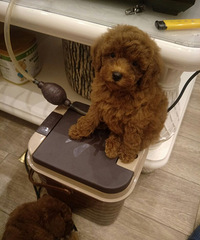 �������������Ǳ������