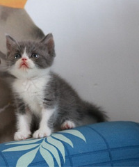 �Լ���������С���׻��������ܵܣ�һ������